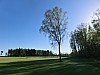 2018-04-21 Sand Valley Golf Resort, hål 4, Mats Lundins träd